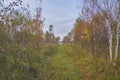 Russian forest in summer