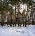 Russian forest. Winter. Royalty Free Stock Photo
