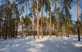 Russian forest. Winter. Royalty Free Stock Photo