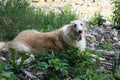 The Russian greyhound - Borzoi or Bolshoi - lying on the lawn Royalty Free Stock Photo