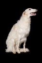 Borzoi - Russian greyhound wolfhound dog sitting isolated on black background Royalty Free Stock Photo