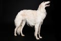 Borzoi - Russian greyhound wolfhound dog staying isolated on black background Royalty Free Stock Photo