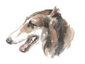 Russian greyhound - hand-painted watercolor dog