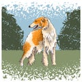 Dog Russian Greyhound