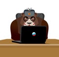 Russian hacker. Bear and laptop. IP technology in Russia. Wild b