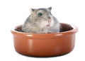 Russian hamster in bowl