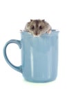 Russian hamster in cup