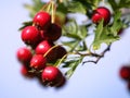 Russian Hawthorn Royalty Free Stock Photo