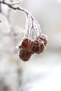 Russian hawthorn berries Royalty Free Stock Photo