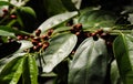 Russian hawthorn, a typical shrub of the Brazilian rainforest.Close up photo Royalty Free Stock Photo