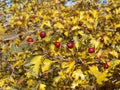 Russian hawthorn and yellow leaves Royalty Free Stock Photo