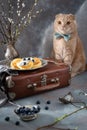 Russian hospitality concept. Funny cat in bow tie sitting near vintage suitcase with Cottage cheese pancakes with sour cream and Royalty Free Stock Photo