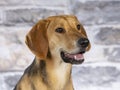 Russian hound dog portrait in a studio. Royalty Free Stock Photo