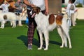 Russian Hunting Sighthound on a dog show Royalty Free Stock Photo