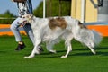 Russian Hunting Sighthound running around the ring Royalty Free Stock Photo