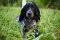 Russian hunting Spaniel black and gray, portrait