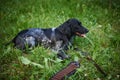 Russian hunting Spaniel black and gray, tongue sticking out, lying on the grass next to the bandolier