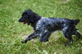 Russian hunting Spaniel black and gray, tongue sticking out, running on the grass