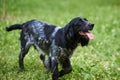 Russian hunting Spaniel black and gray, tongue sticking out, running on the grass