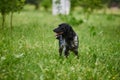 Russian hunting Spaniel black and gray, tongue sticking out, watching something