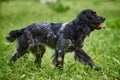 Russian hunting Spaniel, tongue out, running on the grass