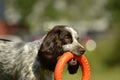 Russian hunting spaniel. Young energetic dog on a walk. Puppies education, cynology, intensive training of young dogs. Walking dog