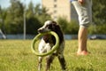 Russian hunting spaniel. Young energetic dog on a walk. Puppies education, cynology, intensive training of young dogs. Walking dog