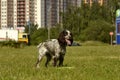 Russian hunting spaniel. Young energetic dog on a walk. Puppies education, cynology, intensive training of young dogs. Walking dog