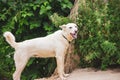 A Russian laika dog on a chain