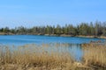 Russian landscape. Lake with thickets of bulrush on shore and forest on horizon. Royalty Free Stock Photo