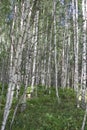 Russian landscape. viex of Summer Birch forest