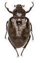 Russian Leather Beetle on white Background