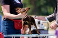 Russian long-haired toy terrier at a dog show on a grooming table Royalty Free Stock Photo