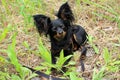 Russian long-haired toy Terrier in lilies of the valley