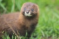 Russian mink Royalty Free Stock Photo