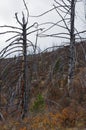 The Russian Mountain. Trees and mountain Royalty Free Stock Photo