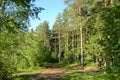 Russian nature - pine forest in summer Royalty Free Stock Photo
