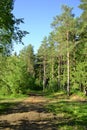 Russian nature - pine forest in summer