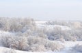 Russian nature in winter, beautiful Christmas background. After a snowfall, tree branches are covered with snow and sparkle in the