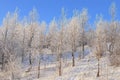 Russian nature in winter, beautiful Christmas background. After a snowfall, tree branches are covered with snow and sparkle in the