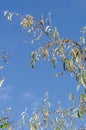 Russian olive Elaeagnus angustifolia against a clear blue sky. Royalty Free Stock Photo
