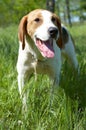 Russian piebald hound (Gontchaja russkaja pegaja)