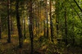 Russian pine forest by the lake. Royalty Free Stock Photo