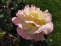 Russian Pink rose flower Trojka