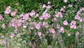 russian pink wildflowers