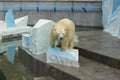 Russian Polar bear in a Novosibirsk zoo Royalty Free Stock Photo