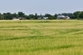 Russian province in summer - rye field in front of rural houses Royalty Free Stock Photo
