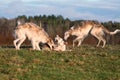 Russian psovy borzoi