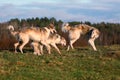 Russian psovy borzoi