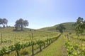 Russian River Vineyards Royalty Free Stock Photo